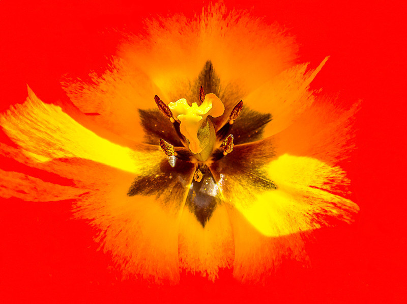 Inside a Tulip - Flowers