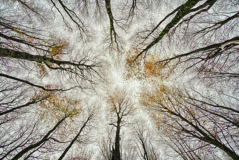 Lost Into The Forest - Lost Into The Forest