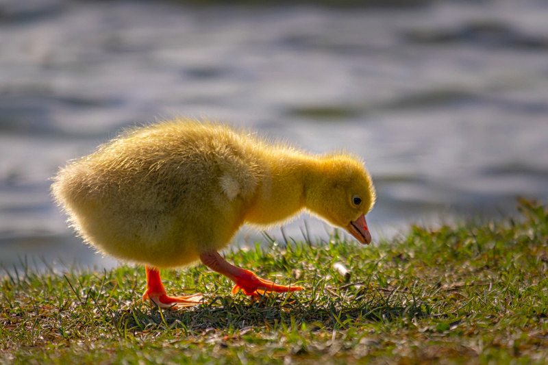 Baby Geese at Finnamore Lake, County Offaly, Ireland. - Awarded & Published Pictures 2021