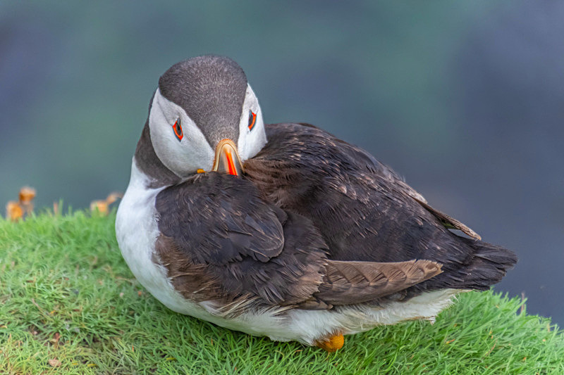 In the world of Puffins - Best Pictures 2020