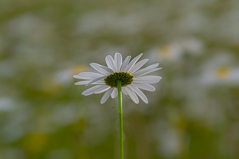 In the world of Flowers - Best Pictures 2020