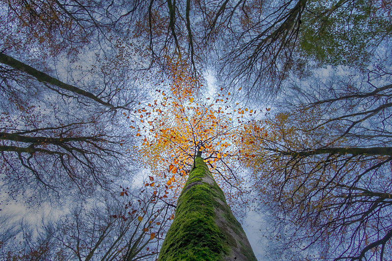 Lost into the Forest - Lost into the Forest