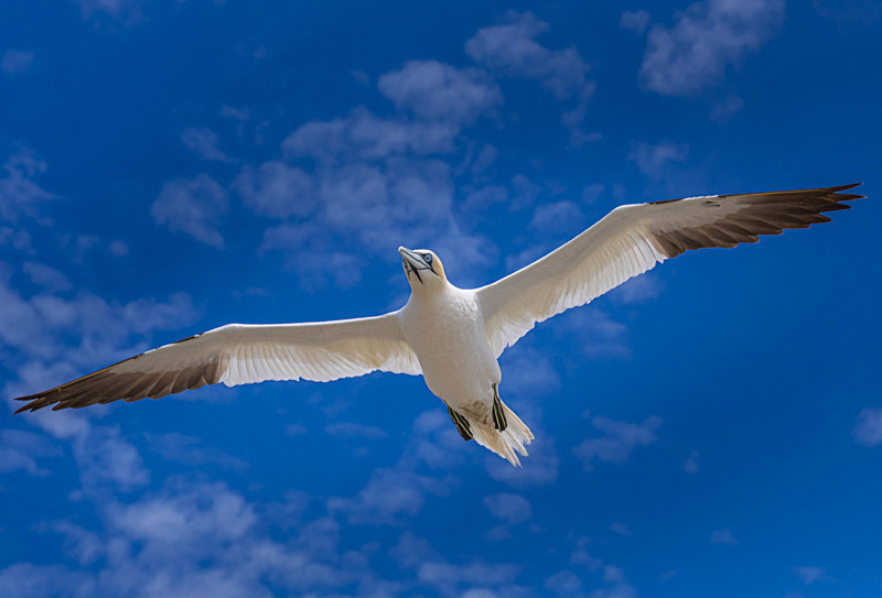 In the world of Gannets - Best Pictures 2020