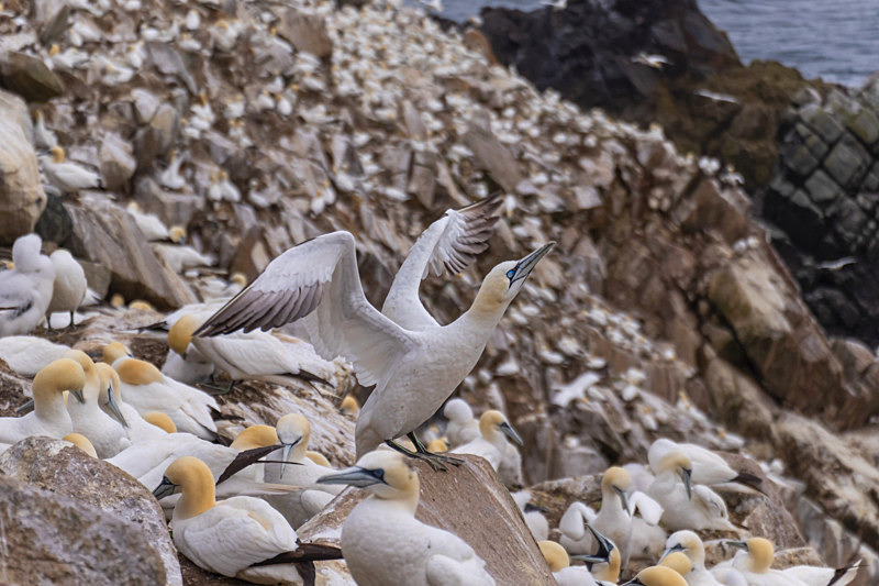In the world of Gannets - Best Pictures 2020