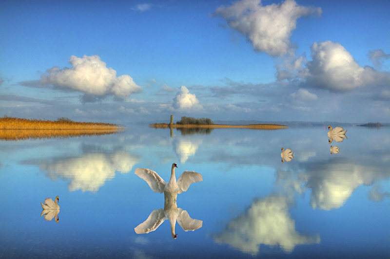 Swans family at Lake Ree - Awarded Pictures 2020