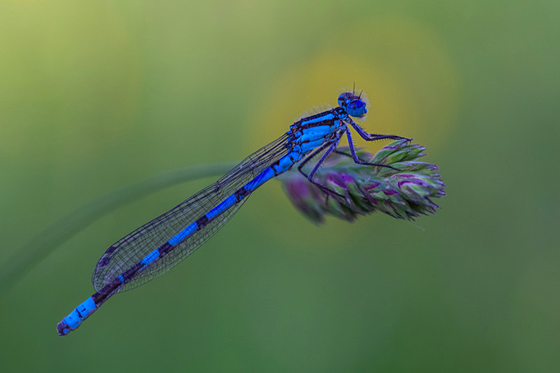 Into the world of Damselflies, Ireland. - Pictures out of this world