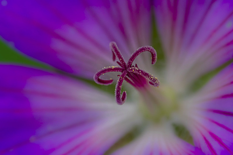Into the world of Flowers, Ireland. - Awarded & Published Pictures 2021