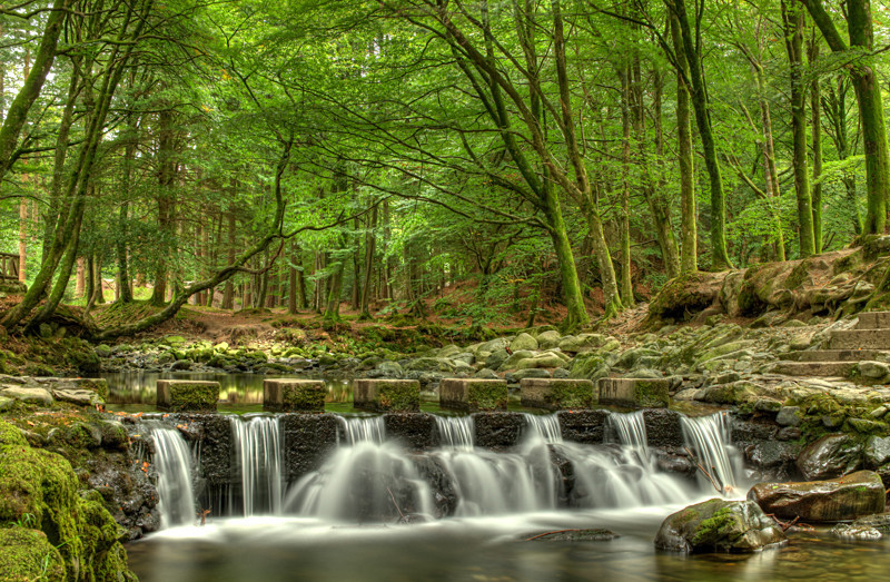 Tollymore Forest Park - Northern Ireland