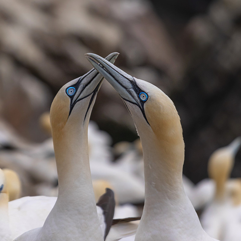 In the world of Gannets - Best Pictures 2020
