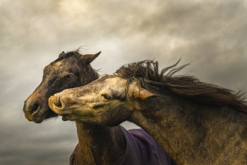 Into the World of Horses - Into the world of Horses