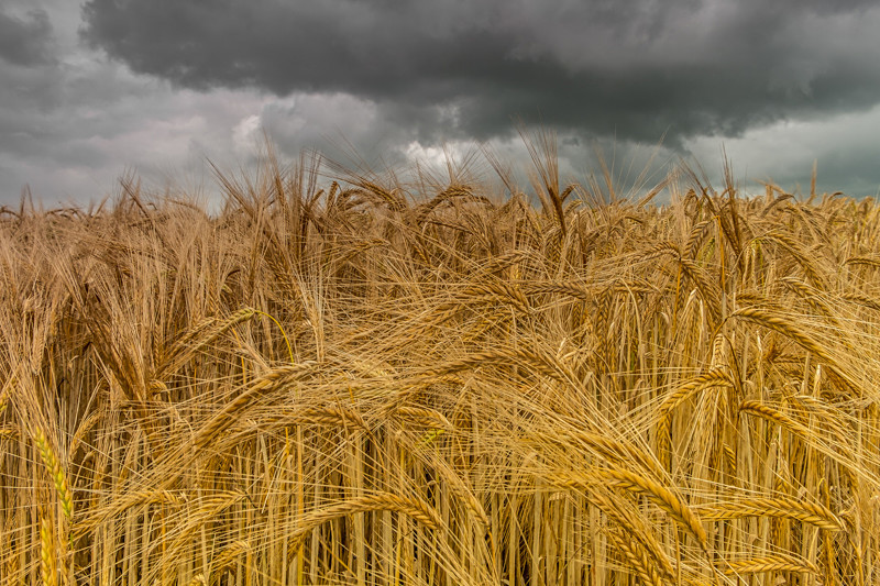 Harvest at Stradbally in County Laois - All of the Rest Counties