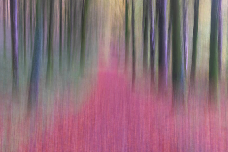Into the Forest - Into the Forest