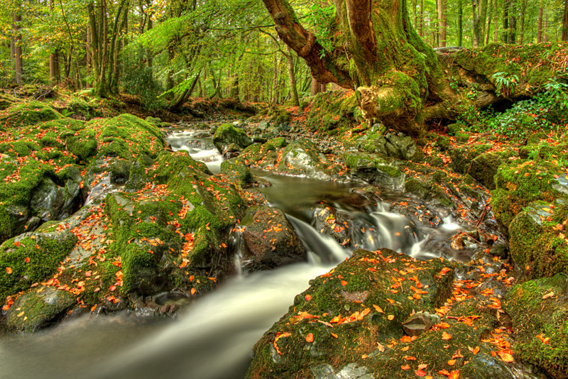 Tollymore Forest Park - Northern Ireland