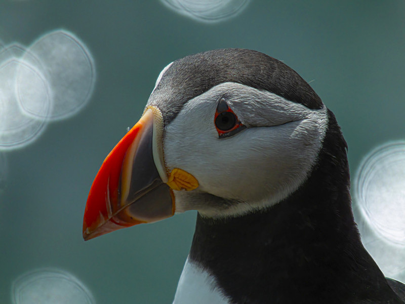 Puffin at Saltee Island, County Wexford, Ireland. - Awarded & Published Pictures 2021
