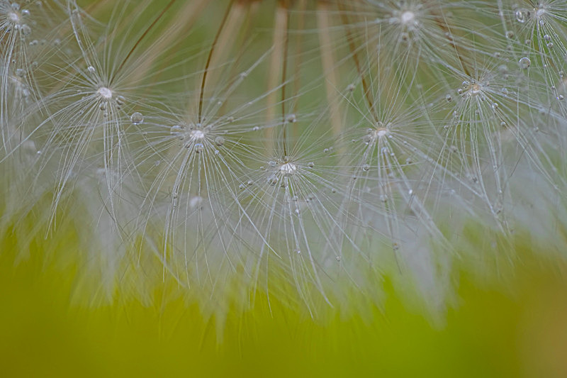 Dandelion Seeds - Best Pictures 2020