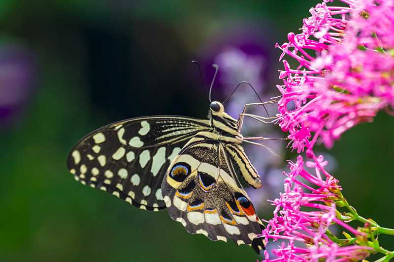 Butterfly - Nature