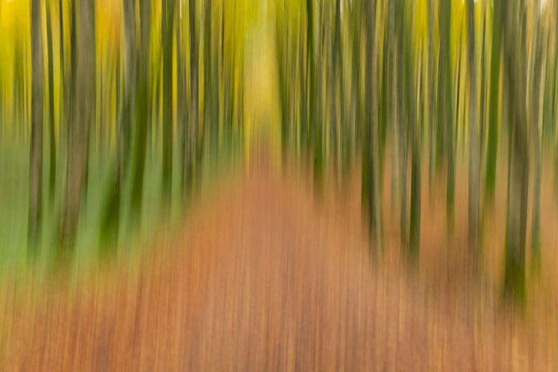 Into the Forest - Into the Forest