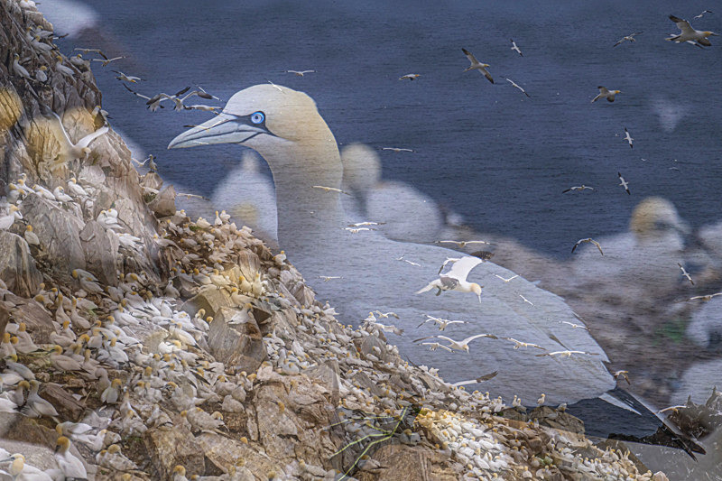 Gannets at Saltee Island, County Wexford, Irelad. - Pictures out of this world
