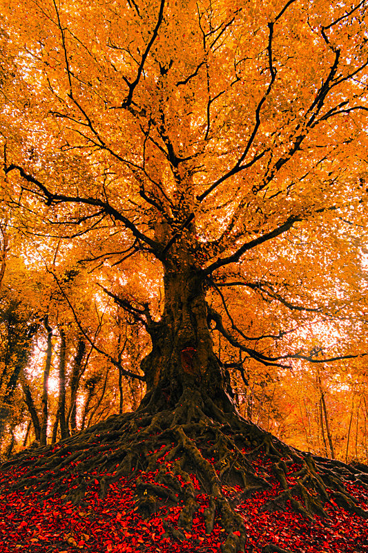 The guardian of Balrath Forest, Ireland. - Pictures out of this world