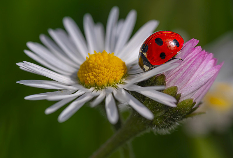 In the world  of Ladybirds - In the World  of Ladybirds