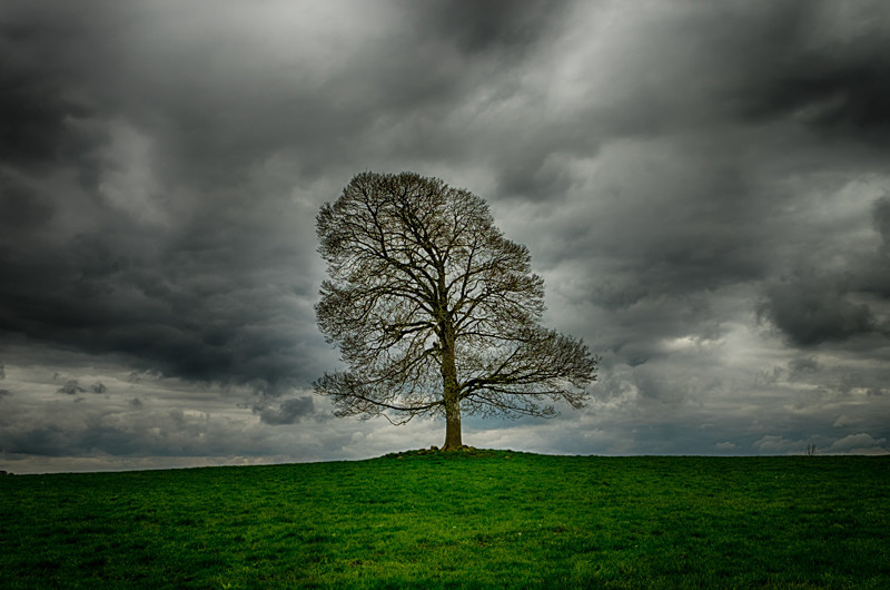 Lonely Tree outside Oldcastle in County Meath - All of the Rest Counties