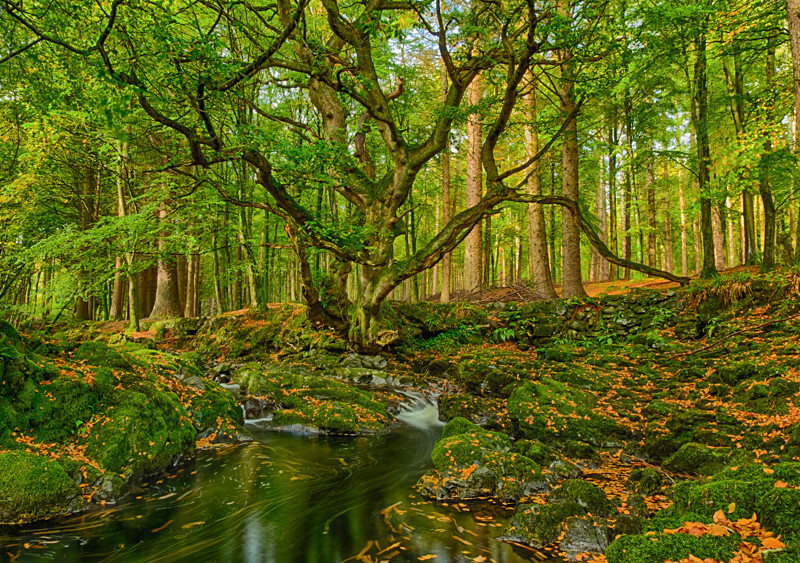 Tollymore Forest Park - Northern Ireland
