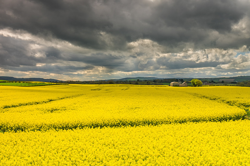 Rapeseed Fields outside Durrow in County Laois - All of the Rest Counties
