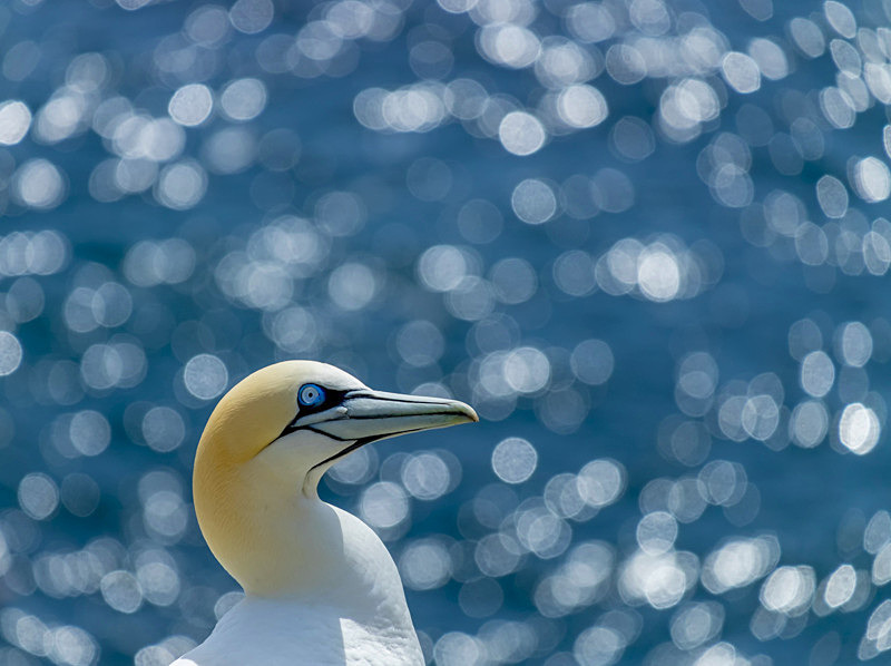 Into the world of Gannets, Ireland. - Awarded & Published Pictures 2021