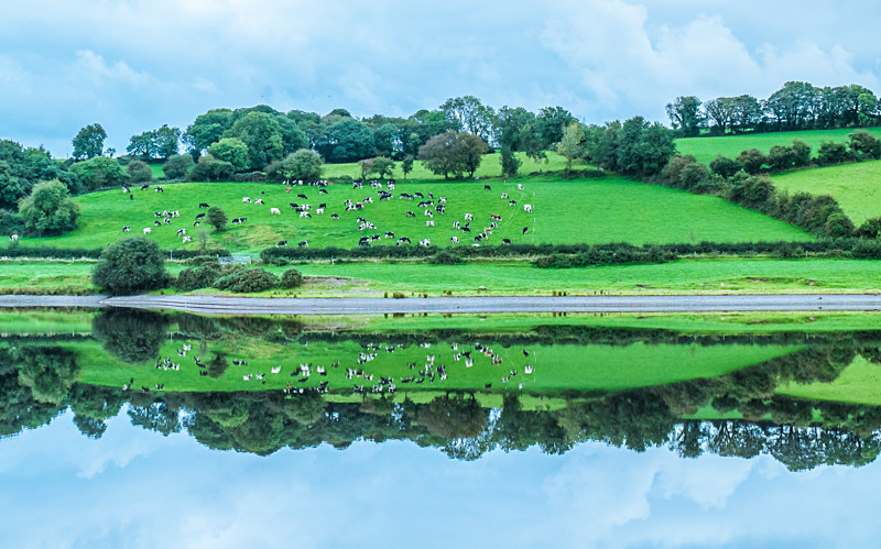 Cows and their reflections - Co Cork