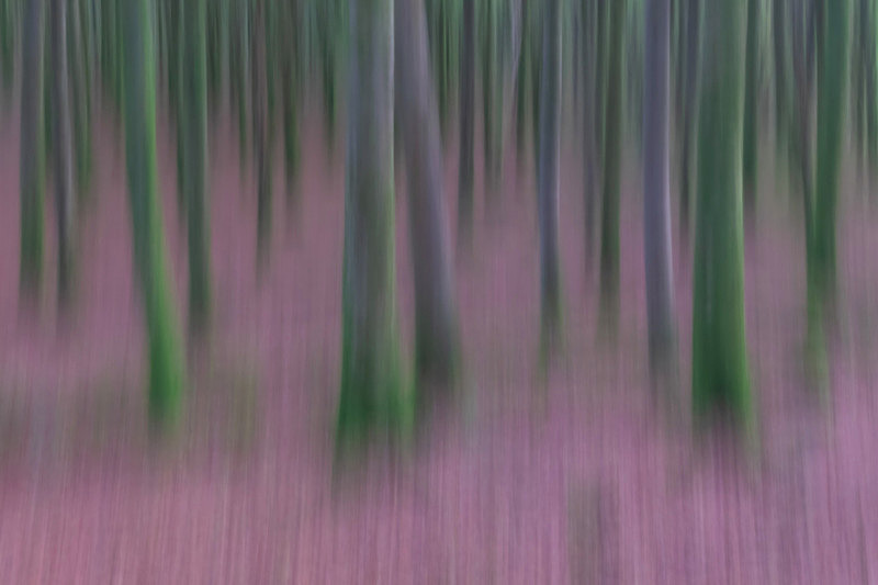 Intentional Camera Movement at Mullaghmeen Forest - Awarded Pictures 2020
