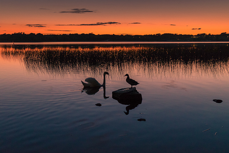 Swan and Dduck at Portaneena - Athlone