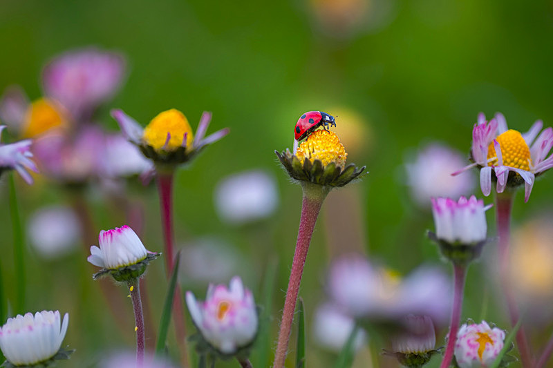In the world  of Ladybirds - Best Pictures 2020