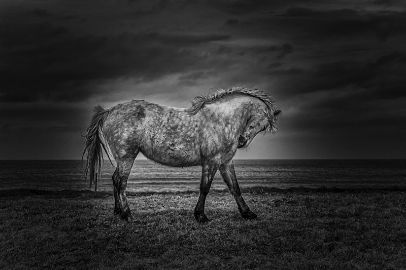 The Horse - Awarded Pictures 2020