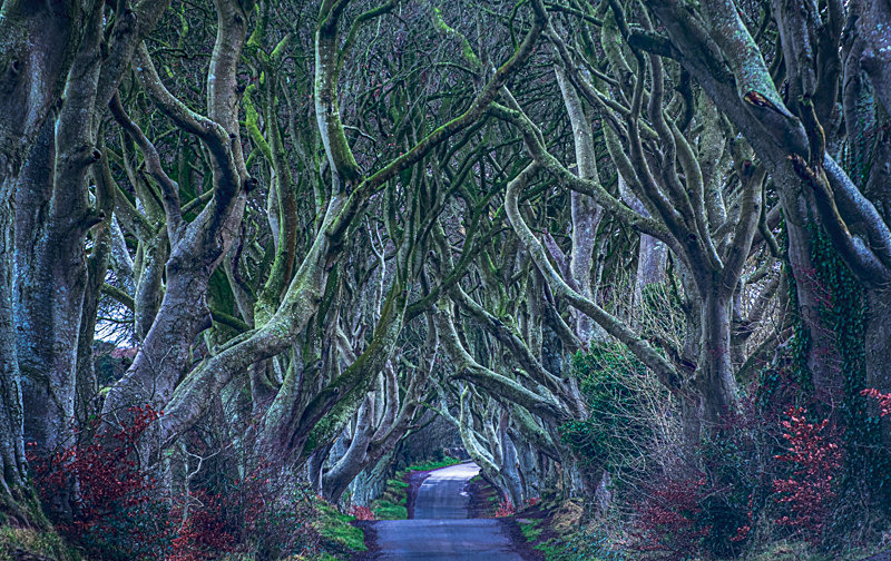 Dark Hedges, Northern Ireland. - Best Pictures 2020
