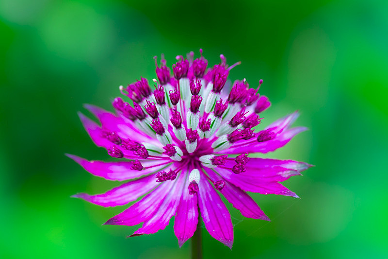 Into the world of Flowers, Ireland. - Awarded & Published Pictures 2021