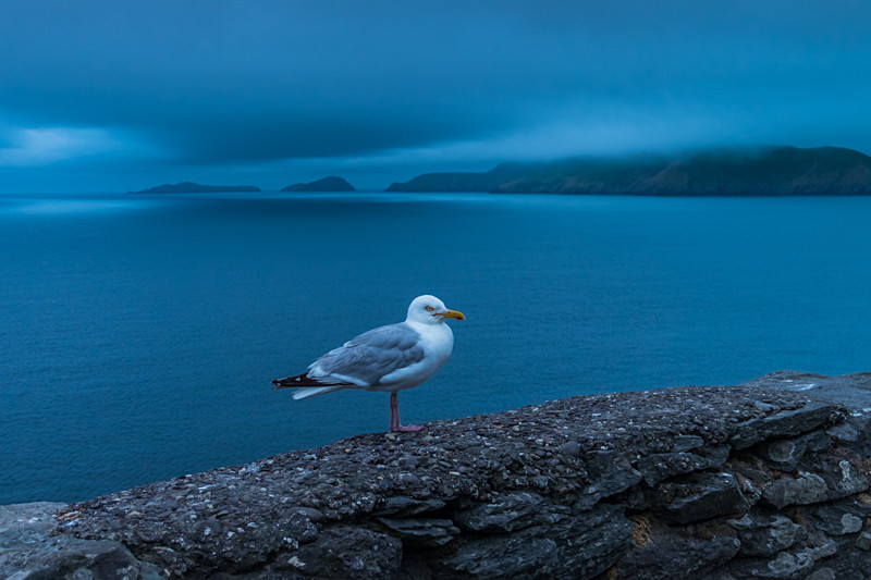 Seagull at Slea Head in County Kerry - Wildlife