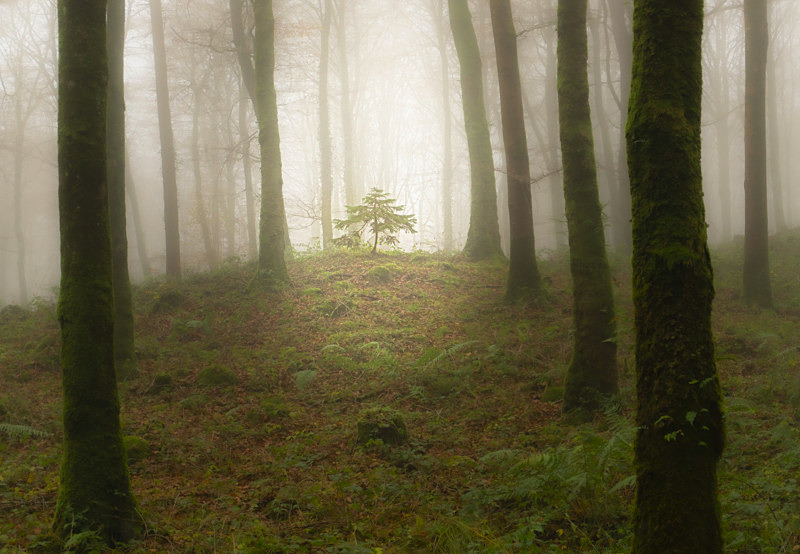 Lost Into The Forest - Lost Into The Forest