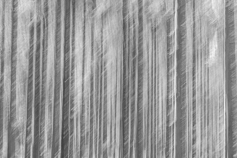 Intentional Camera Movement at Gougane Barra Forest, Ireland. - Awarded & Published Pictures 2022