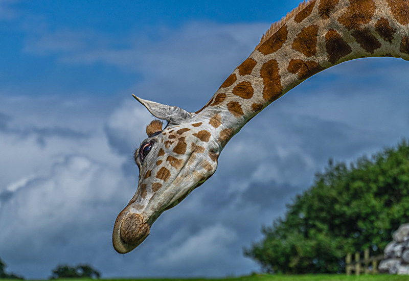 Giraffe at Fota Wildlife Park, County Cork, Ireland. - Pictures out of this world