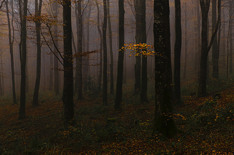 Lost into the Forest, Ireland. - Awarded & Published Pictures 2021
