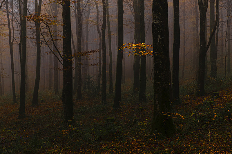 Lost Into The Forest - Lost Into The Forest
