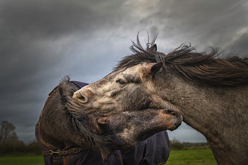 Into the World of Horses, Ireland. - Awarded & Published Pictures 2021