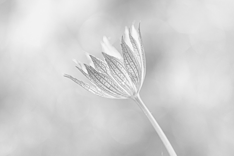 Into the world of Flowers, Ireland. - Awarded & Published Pictures 2021