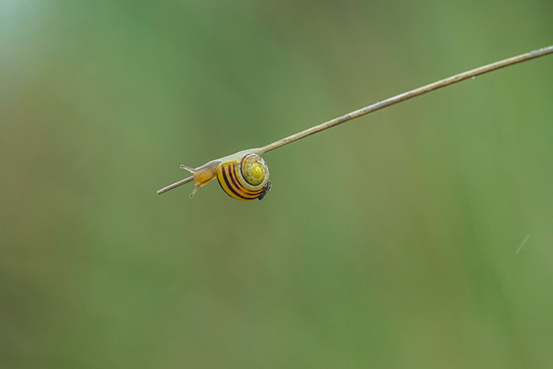 Snail at Ballyhiernan beach - Nature