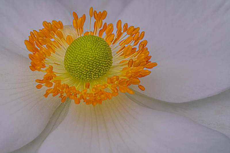 Into the world of Flowers, Ireland. - Pictures out of this world