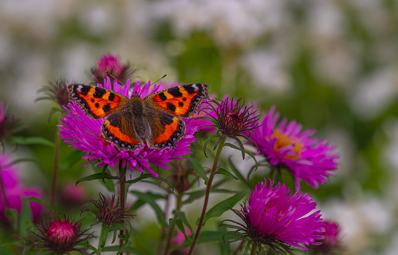 In the world of Butterflies - Best Pictures 2020