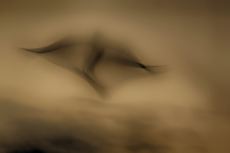 Ghost Bird, Lake Boora, Ireland. - Awarded & Published Pictures 2022