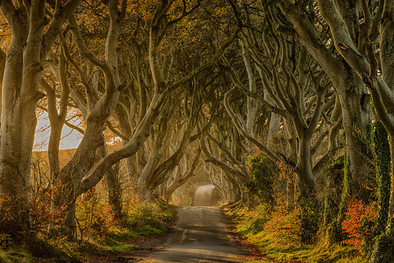 Dark Hedges - Northern Ireland