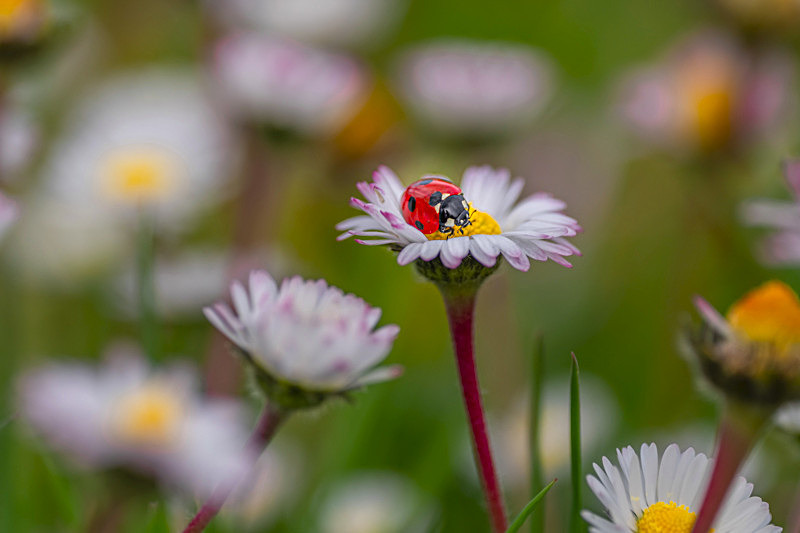 In the world  of Ladybirds - In the World  of Ladybirds