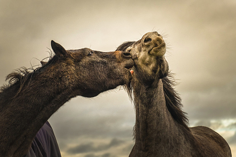 Into the world of Horses, Ireland. - Pictures out of this world
